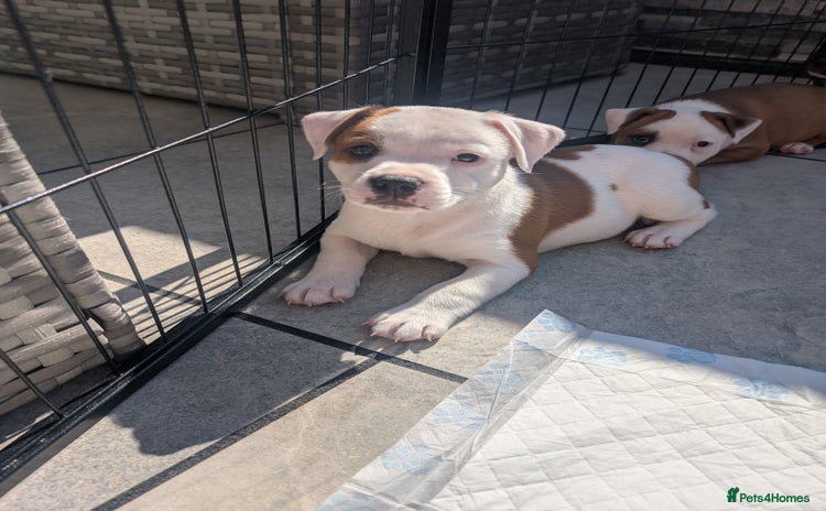 Staffordshire Bull Terrier dogs - Advert 1