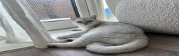 British Shorthair cats for sale: 1 year old BHS looking for forever home. - Advert 5