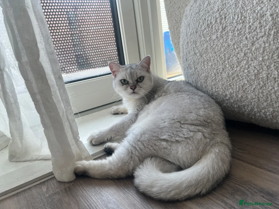 British Shorthair cats for sale: 1 year old BHS looking for forever home. - Advert 5