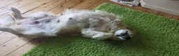 Golden Retriever dogs for sale: 8 Year old Golden Retriever  in Worthing - Advert 3
