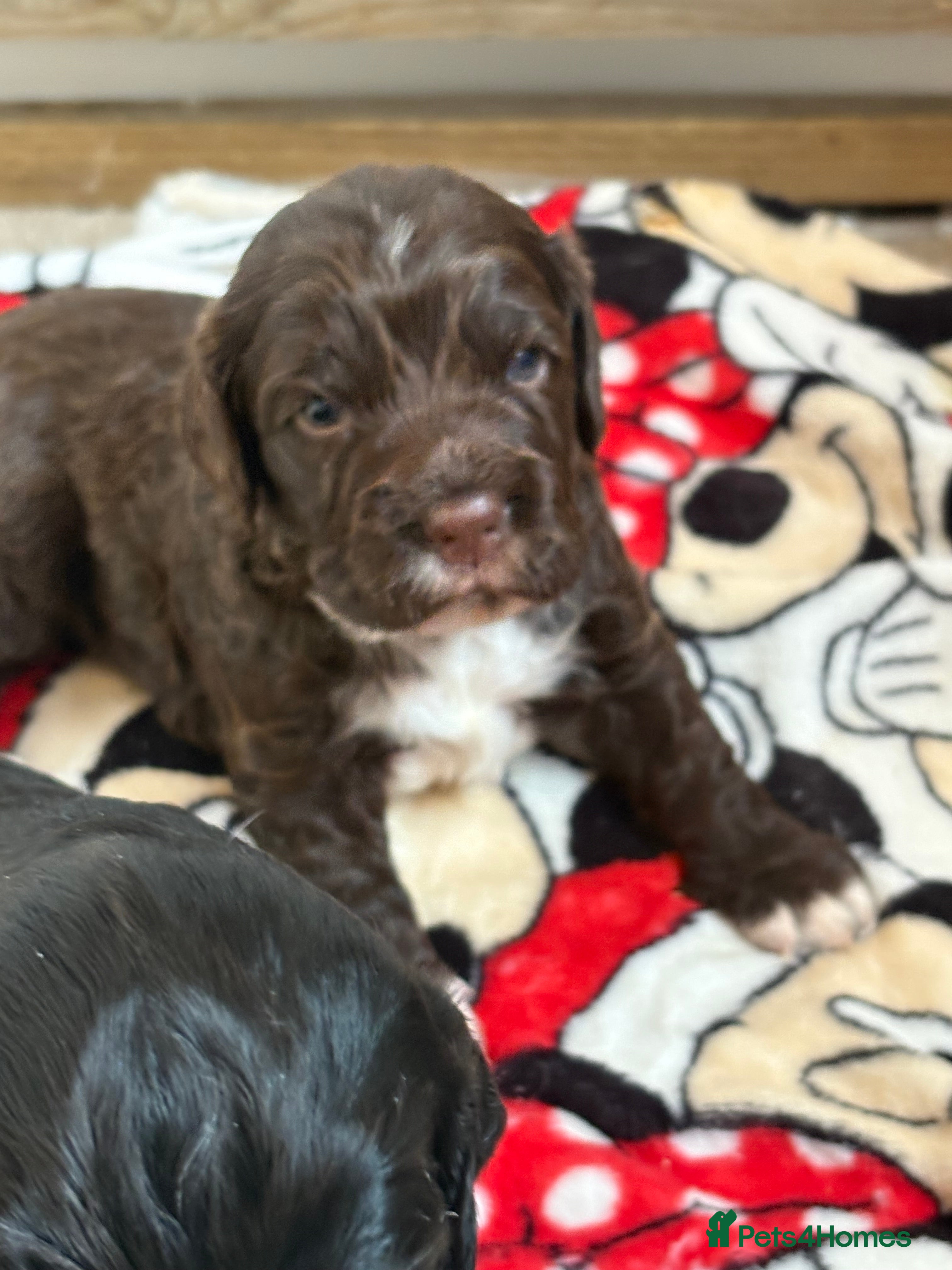 Cocker Spaniel dogs Cocker spaniels beautiful markings   - Advert 2