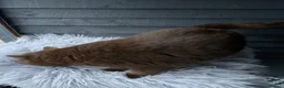 British Shorthair cats for stud: 🔥GCCF TICA CHOCOLATE STUD 🔥 - Advert 6