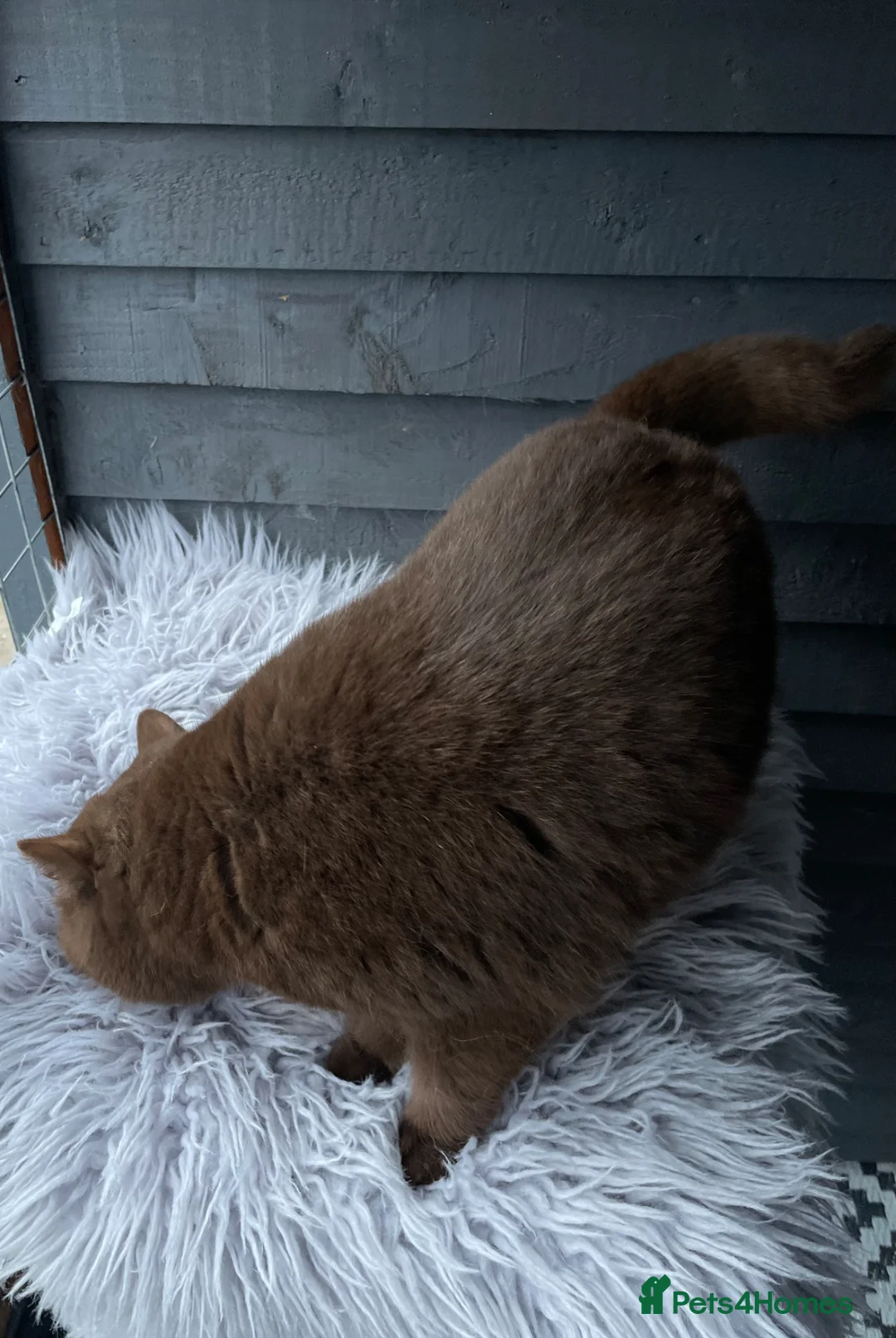 British Shorthair cats for stud: 🔥GCCF TICA CHOCOLATE STUD 🔥 - Advert 6