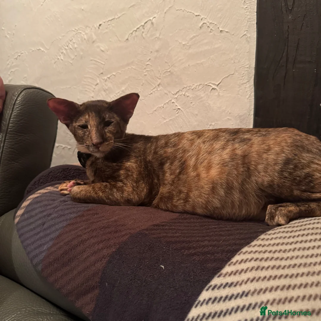 Oriental cats for sale: Beautiful kittens  - Advert 1