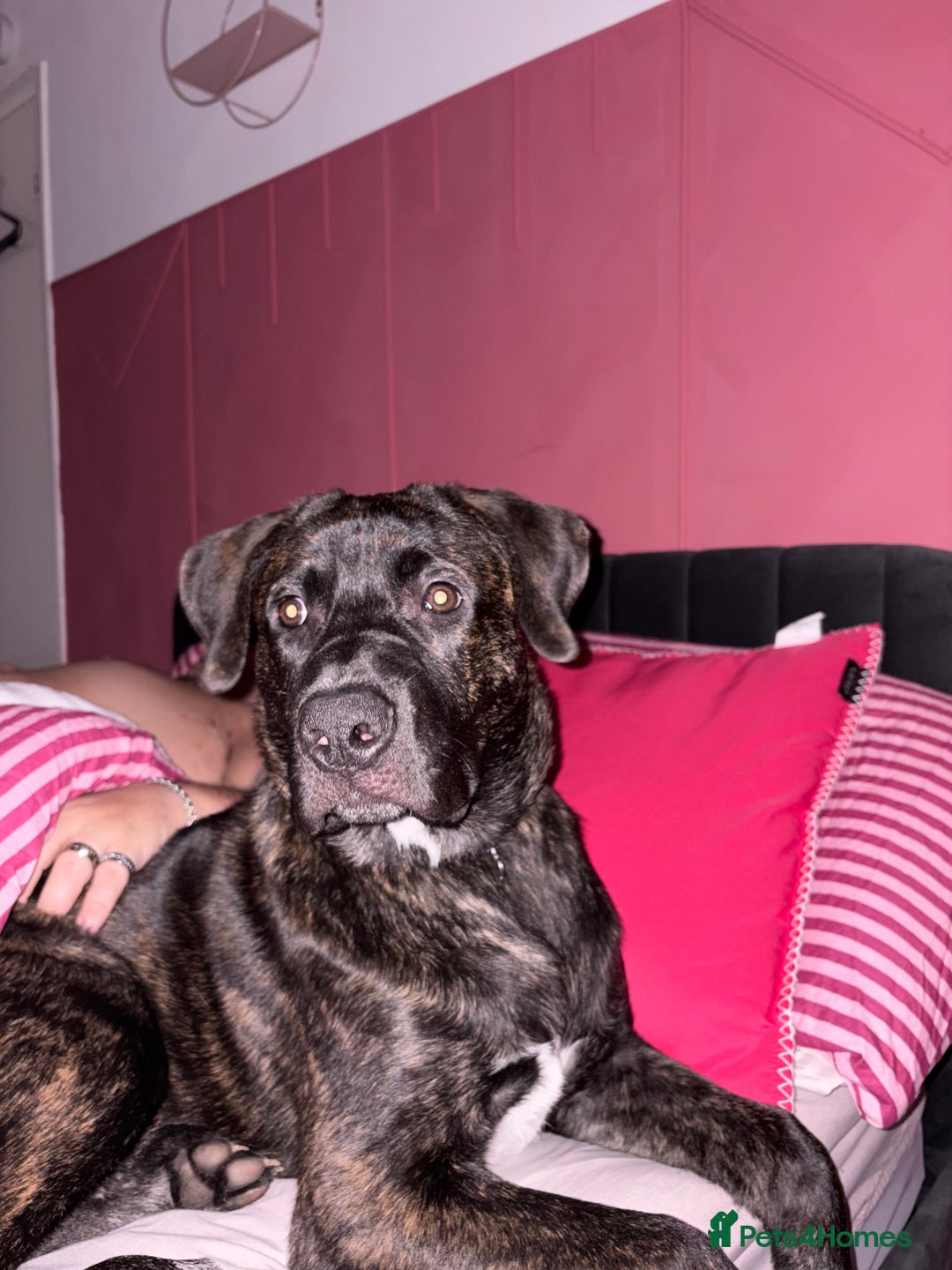 Mixed Breed dogs for sale: 7 month old bully mix/german shepherd  - Advert 4