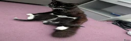 Mixed Breed cats for sale: Mix breed kittens needing new home soon - Advert 6