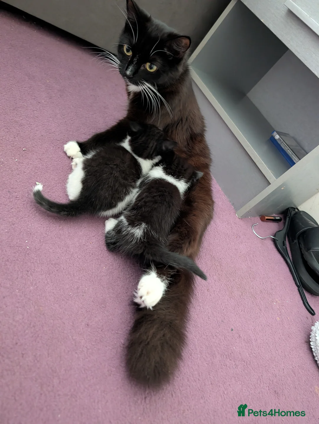Mixed Breed cats for sale: Mix breed kittens needing new home soon - Advert 6