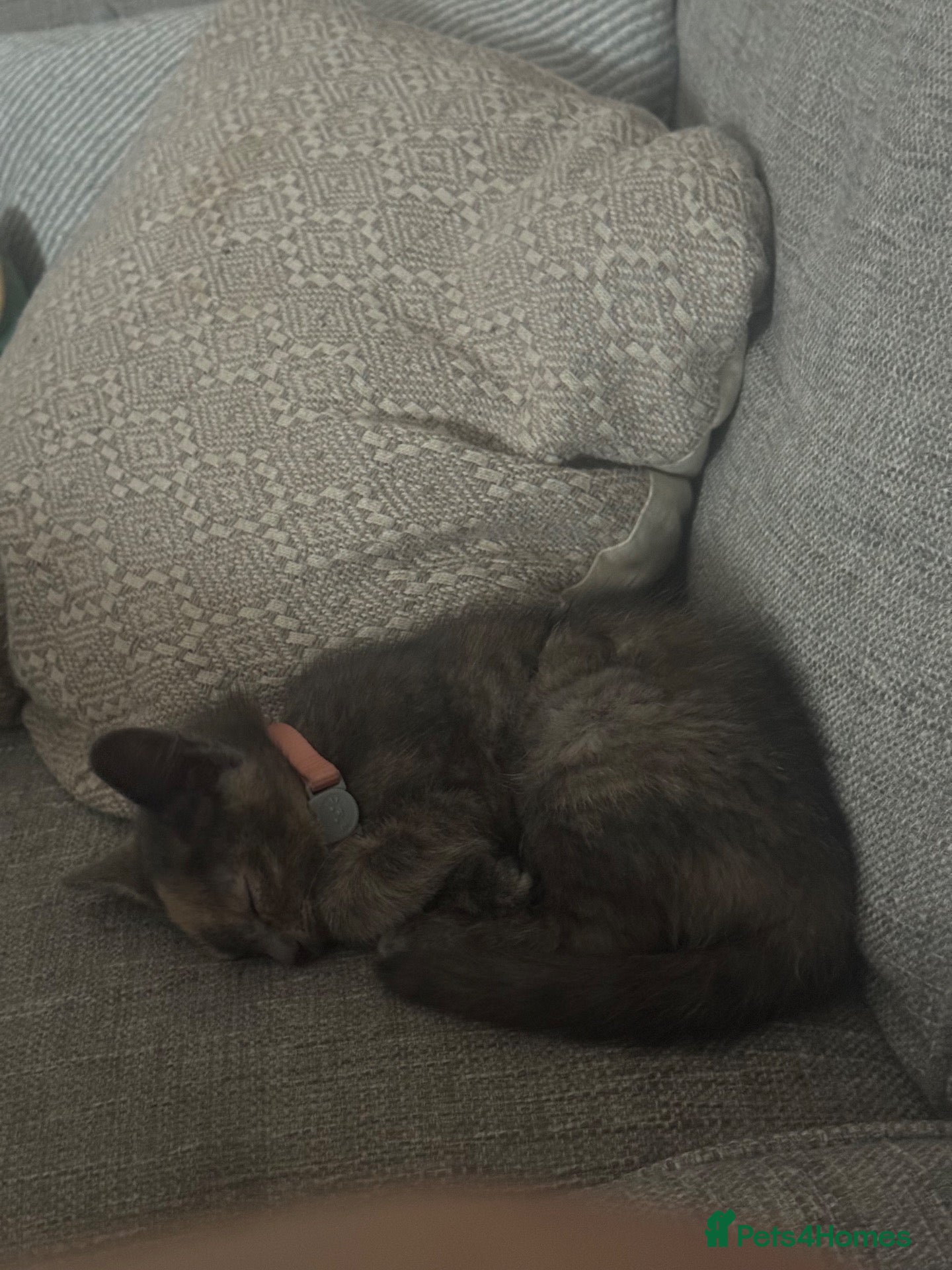 Mixed Breed cats Female Kitten - Advert 1
