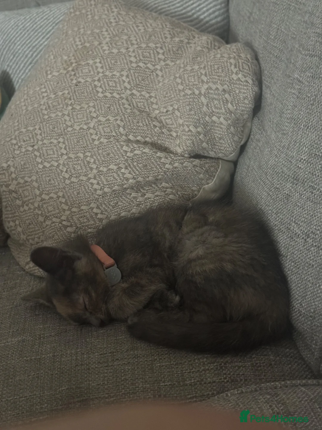 Mixed Breed cats for sale: Female Kitten - Advert 1