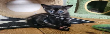 Mixed Breed Kitten 3