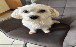 Maltese dogs for sale: Kc Maltese boys 💙💙 - Image 5