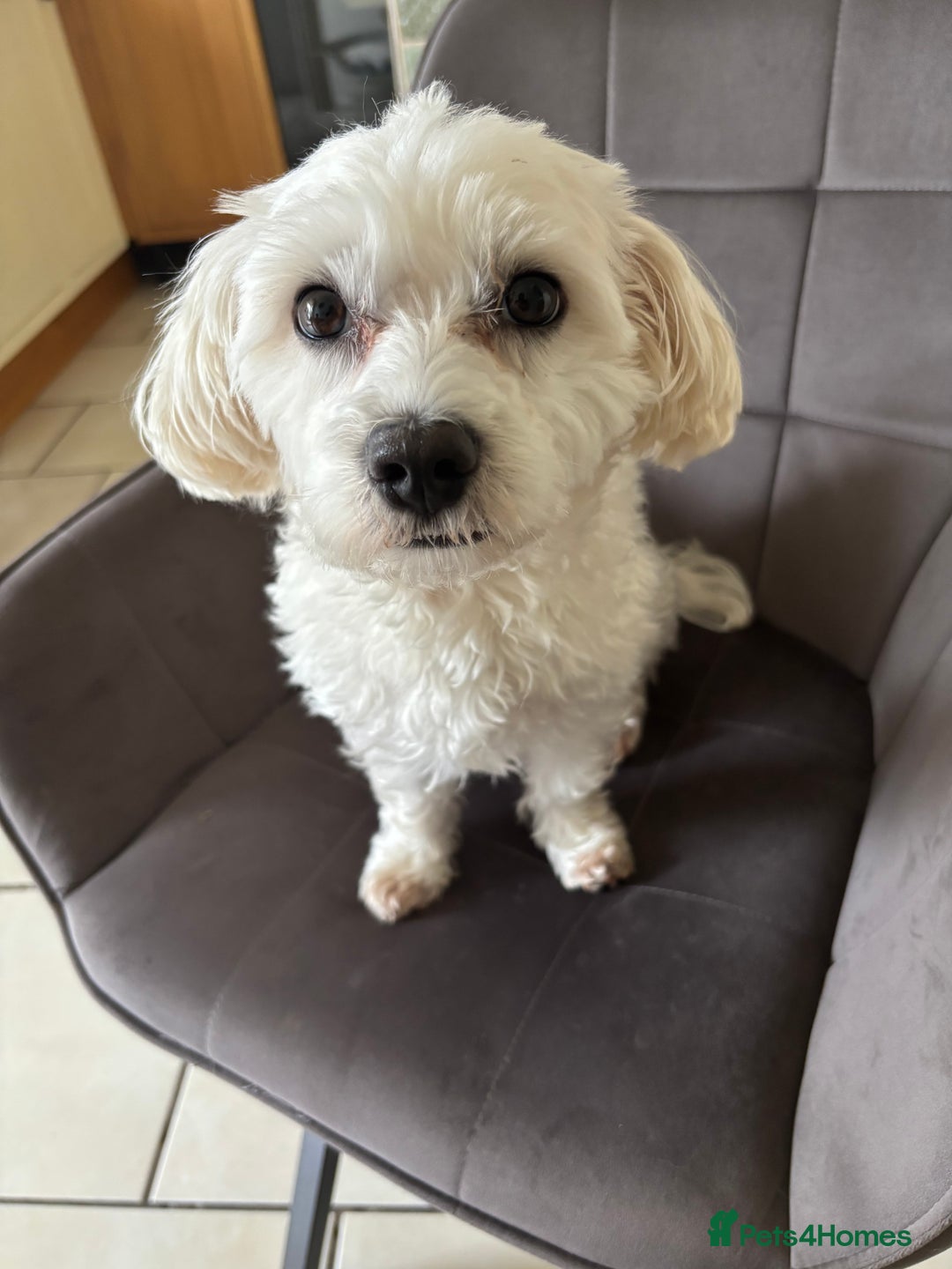Maltese dogs for sale: Kc Maltese boys 💙💙 - Image 5