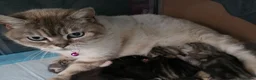 British Shorthair cats for sale: Beautiful British Shorthair Cross kittens  - Advert 3