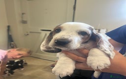 Basset Hound dogs for sale: Beautiful Basset Hound puppies - Image 7