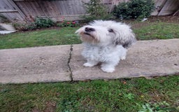 Mixed Breed dogs for adoption: George  - Advert 4