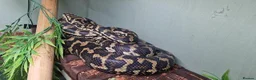 Python Snake reptiles for sale: Adult jungle carpet python - Advert 2