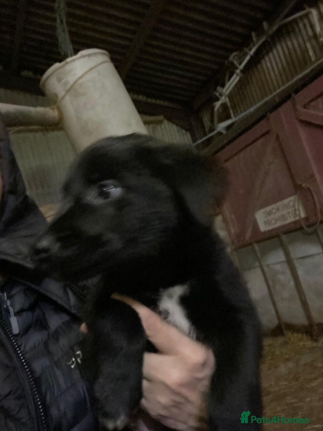 Mixed Breed dogs for sale: One little male Labrador x collie - Advert 9