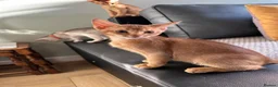 Abyssinian cats for sale: Abyssinian kittens  - Advert 6