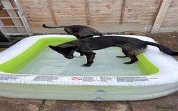 Mixed Breed dogs for sale: Snoop - Border Collie X German Shepherd  - Image 7
