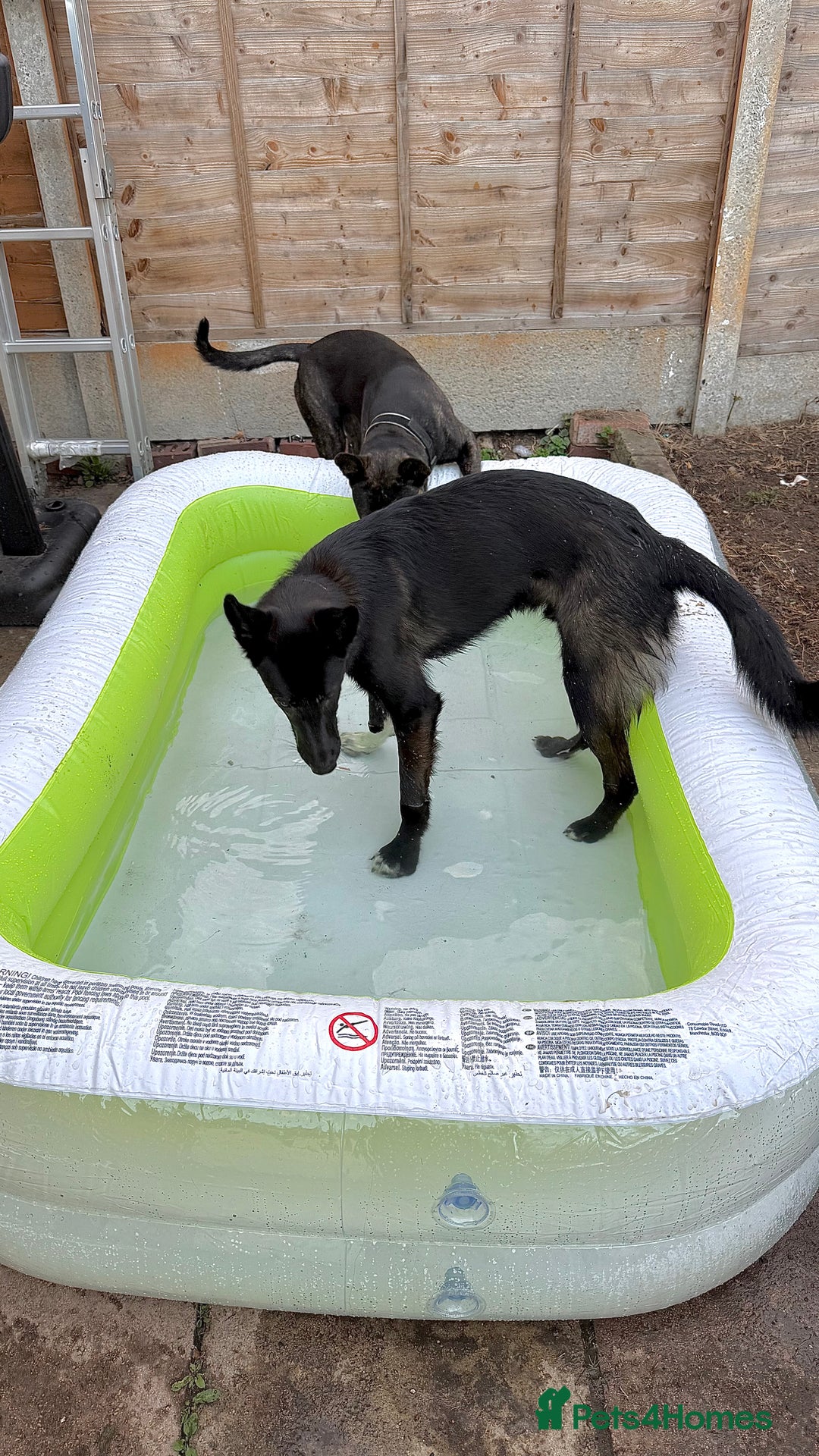 Mixed Breed dogs for sale: Snoop - Border Collie X German Shepherd  - Image 7