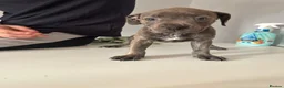 Staffordshire Bull Terrier dogs for sale: Staffordshire bull terriers  - Advert 9
