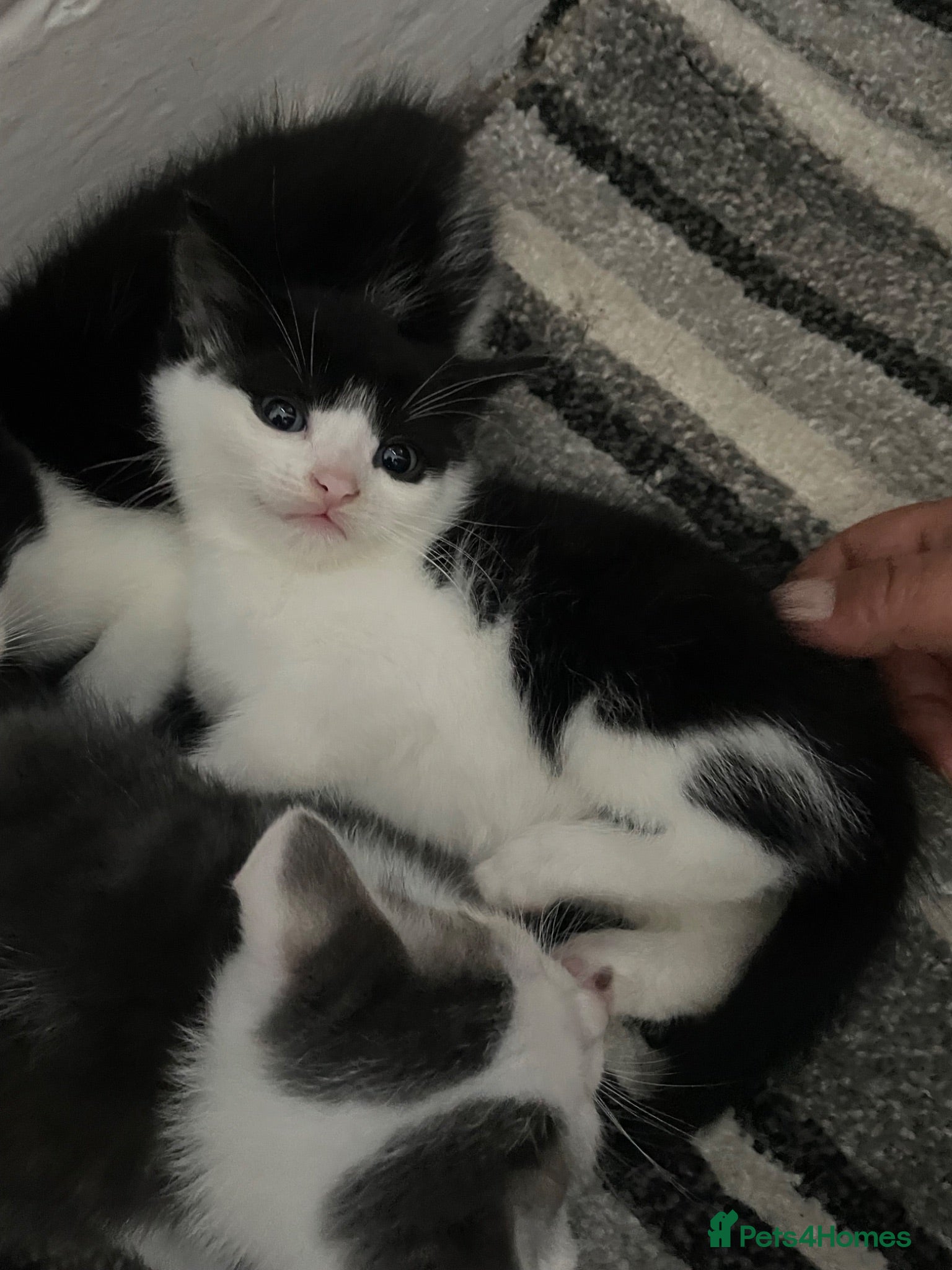 Mixed Breed cats Kittens for sale - Advert 1