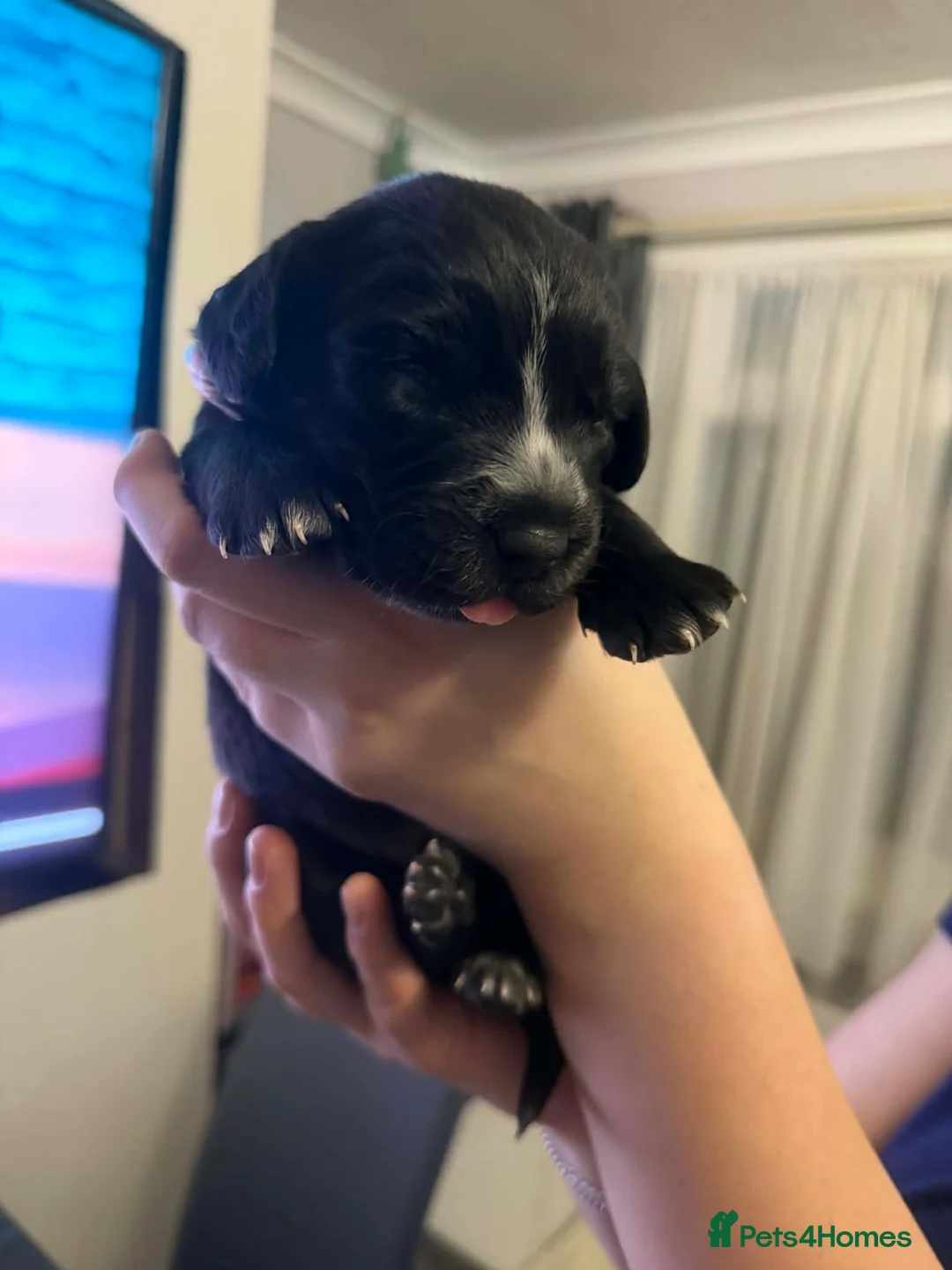 Bocker dogs for sale: Bocker puppies  - Advert 2