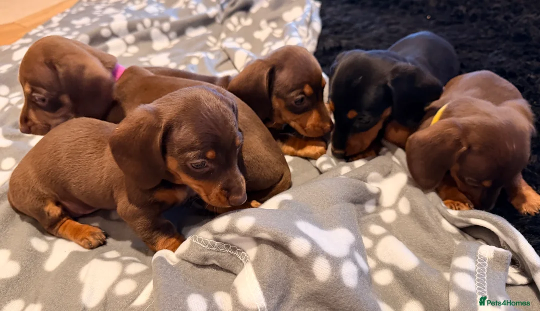 Miniature Dachshund dogs for sale: 5 miniature dachshund puppies  - Advert 15