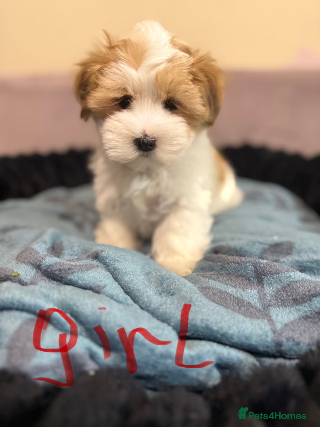 Yorkshire Terrier dogs for sale: Yorkshire Terrier  - Advert 9