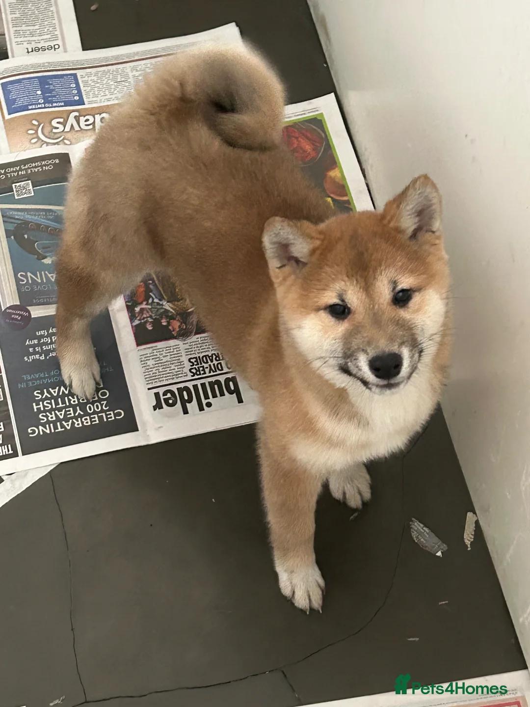 Japanese Shiba Inu dogs for sale: Stunning Japanese Shiba Inu girl  - Advert 2