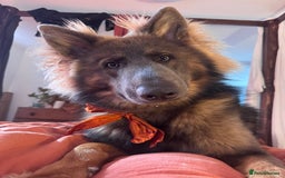 German Shepherd dogs for sale: German Shepherd 1 year old male - Image 1