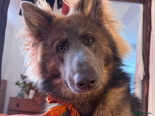 German Shepherd dogs - Advert 5