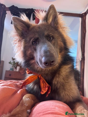 German Shepherd dogs - Advert 2