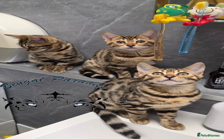 Bengal cats - Advert 1