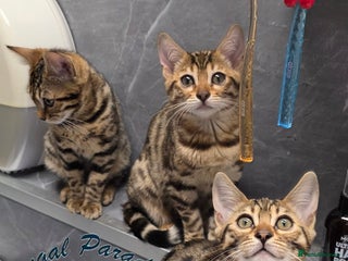 Bengal cats - Advert 5