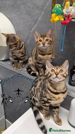 Bengal cats - Advert 1