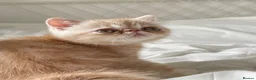 Exotic cats for sale: Gorgeous GCCF reg. kittens from Champions parents  - Advert 8