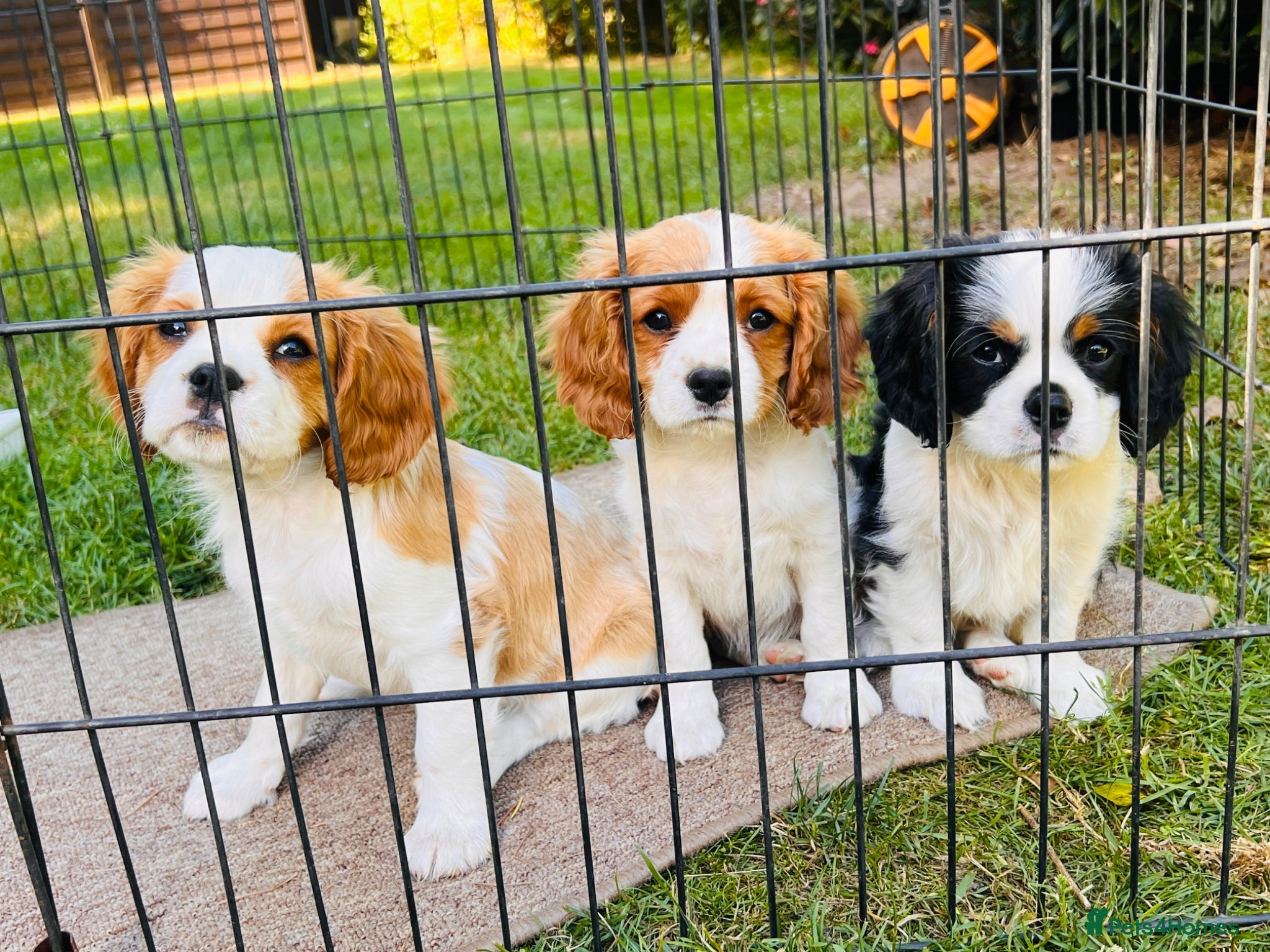 Cavalier King Charles Spaniel dogs KC REG HEREDITARY CLEAR  ready to leave !!!🎈🎈 - Advert 1