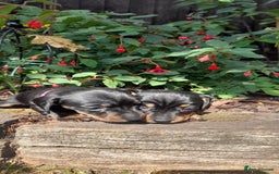Miniature Dachshund dogs for sale: Smooth haired minature dacshund  - Image 22