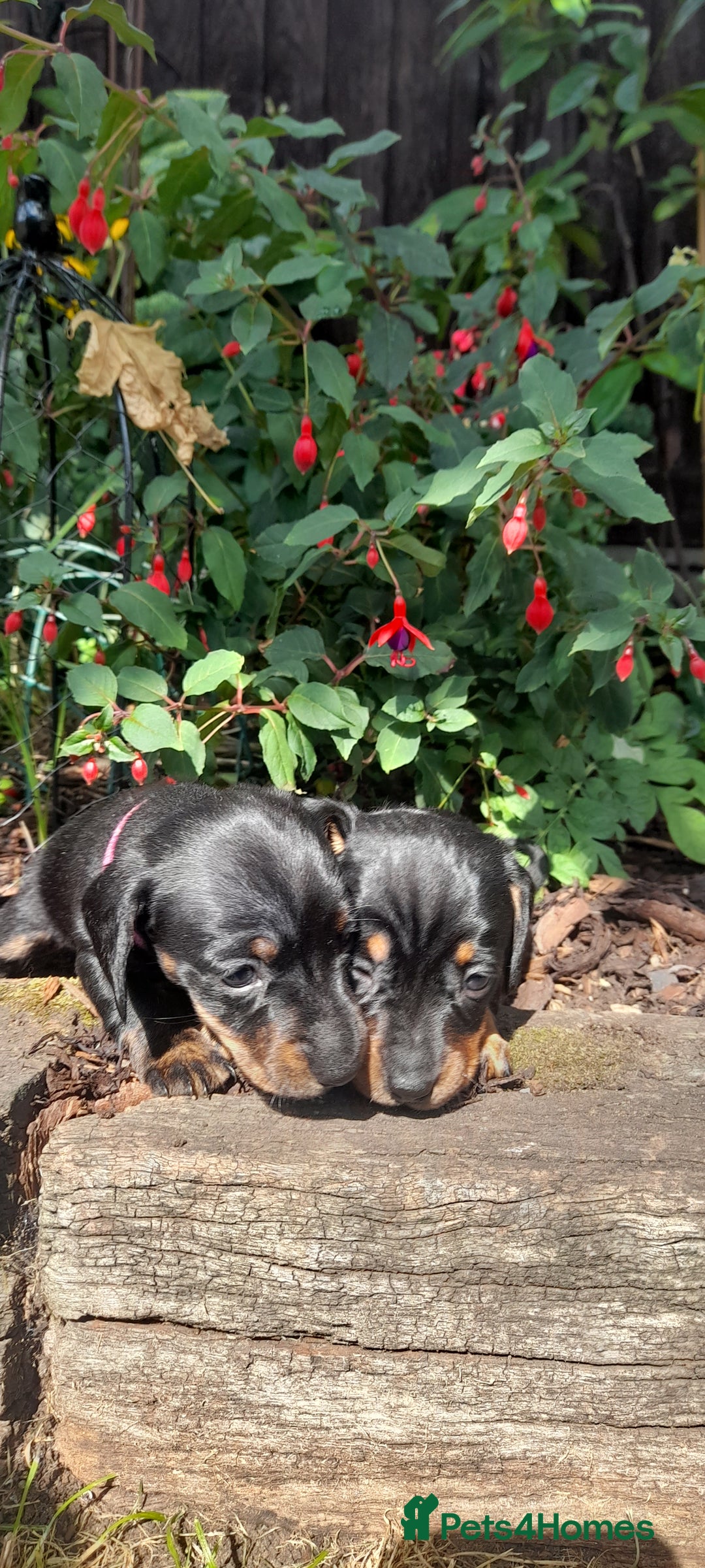Miniature Dachshund dogs for sale: Smooth haired minature dacshund  - Image 22