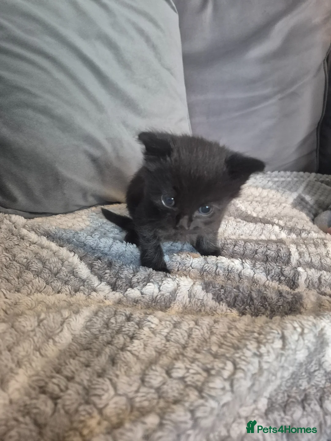 Russian Blue cats for sale: 4 Little Bundles of Joy are Growing Up! 😻 in King's Lynn - Advert 7