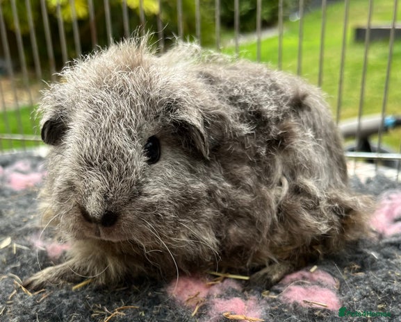 Guinea Pig rodents - Advert 11