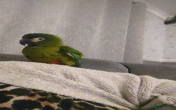 Macaws birds for sale: Illigers Macaw - Image 8