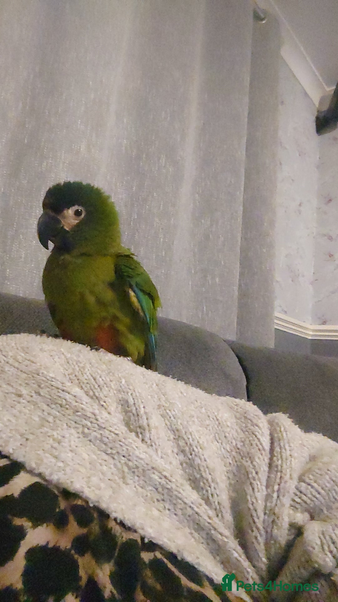 Macaws birds for sale: Illigers Macaw - Image 8