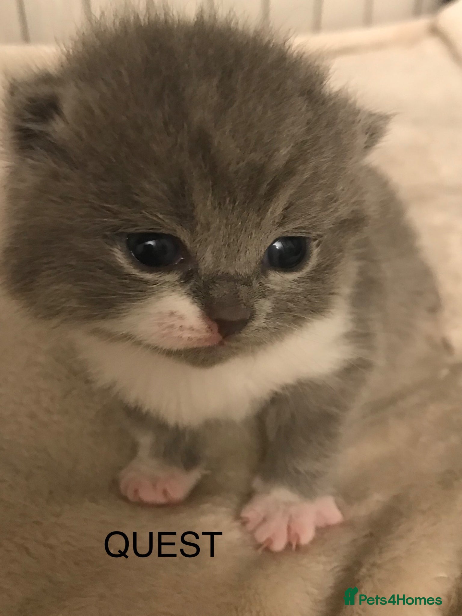 British Shorthair cats GCCF Registered Bi-colour and Blue Kittens - Advert 12