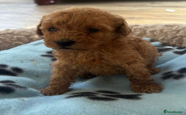 Cavapoo dogs - Advert 5