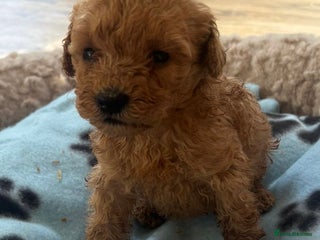 Cavapoo dogs - Advert 6