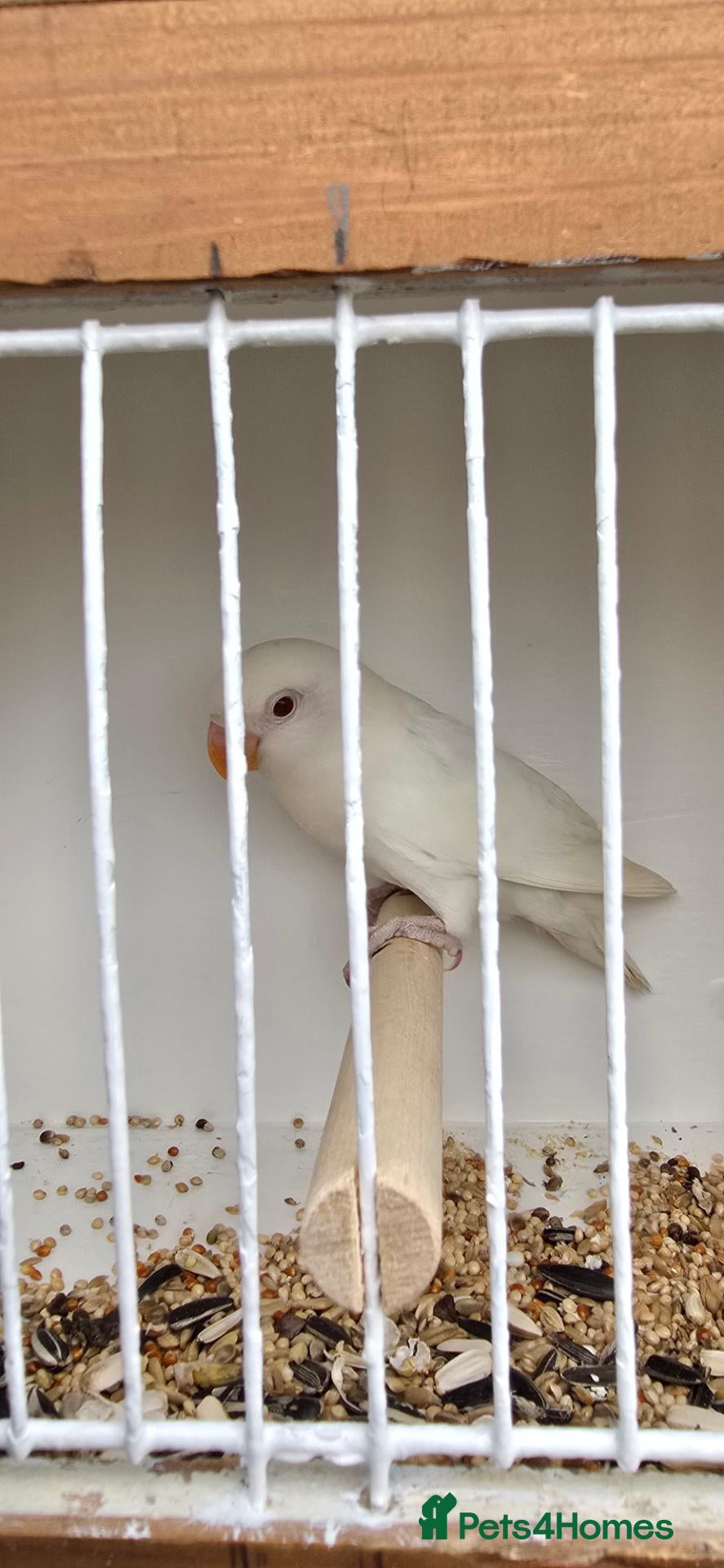 Lovebirds birds Wanted albino male 6 months old  - Advert 4