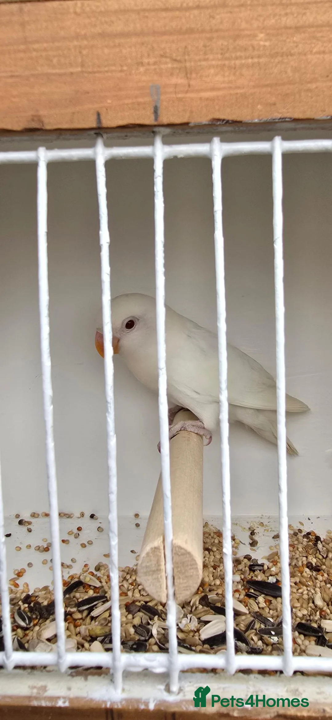 Lovebirds birds for sale: Wanted albino male 6 months old  - Advert 1