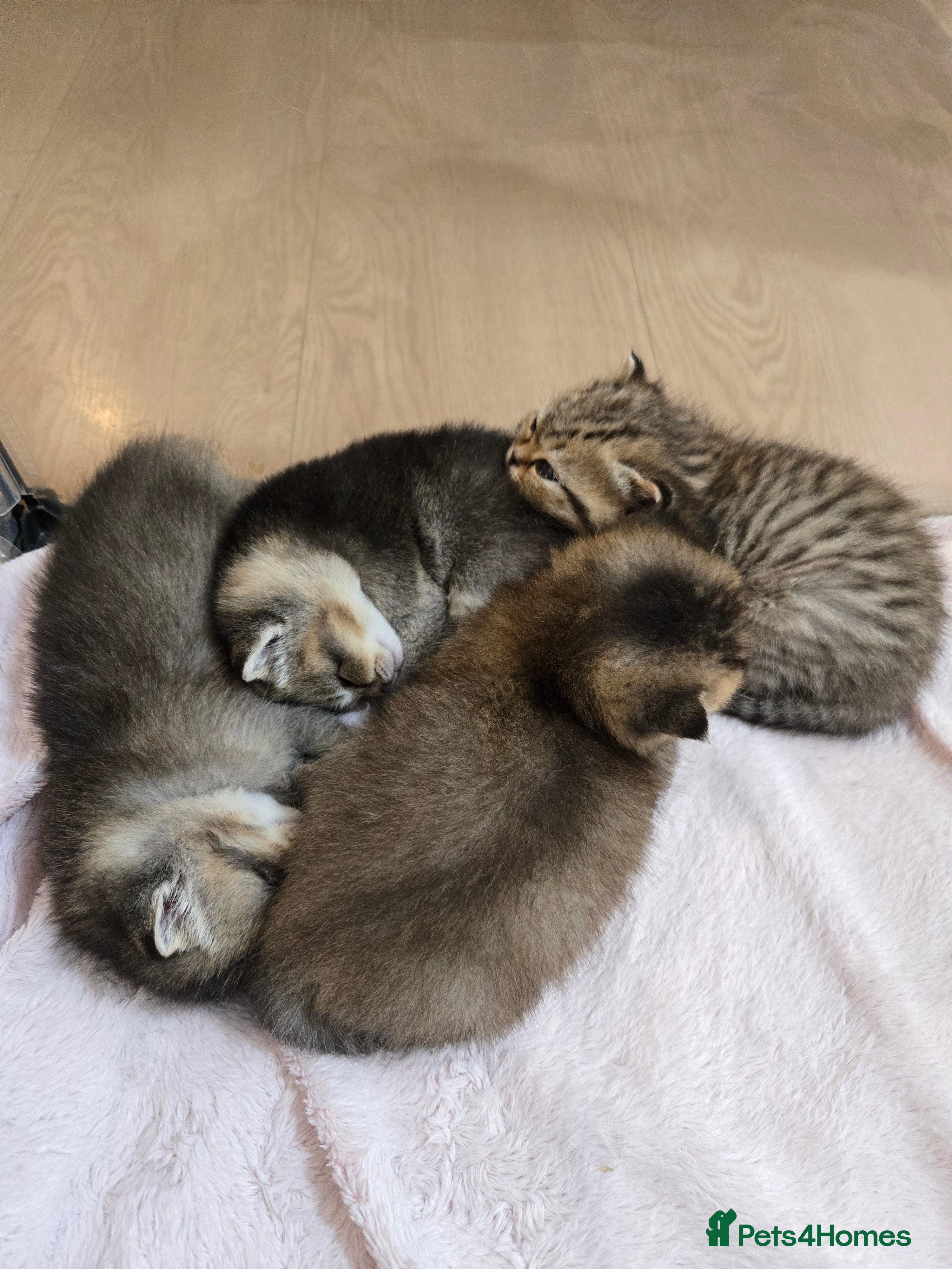 British Shorthair cats British Shorthair kittens STUNNING 🐈 😺  - Advert 16